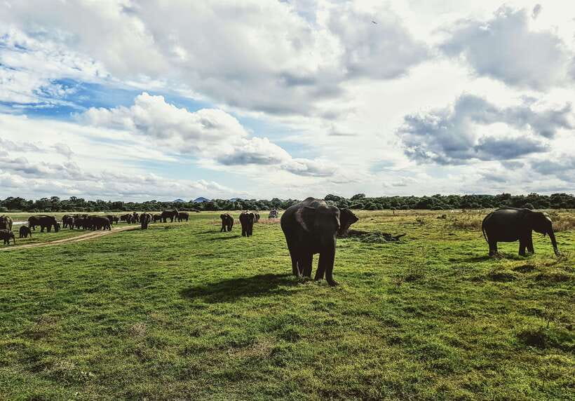Colombo/Negombo: Sigiriya, Dambulla, and Minneriya Safari - Practical preparation for a better day