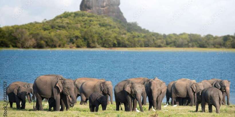 Colombo/Negombo to Sigiriya, Dambulla & Jeep Safari Day Tour - Dambulla’s five painted caves