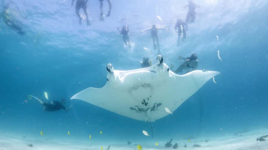 Coral Bay: Marine Eco Safari - Swim With Manta Rays - Key points to know before booking