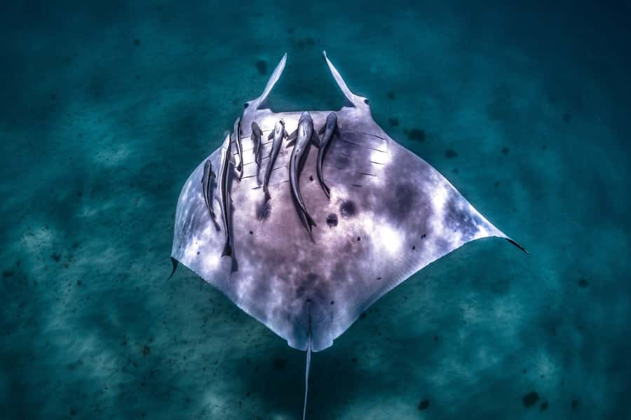 Coral Bay: Marine Eco Safari - Swim With Manta Rays - Why Ningaloo’s manta rays make this trip special