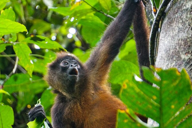 Corcovado and Drake Bay 2-Day Small-Group Safari Guided Tour - Weather and comfort can change the whole trip