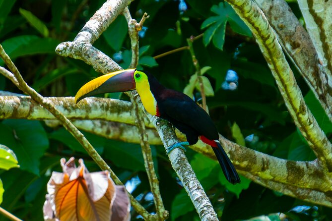 Corcovado and Drake Bay 2-Day Small-Group Safari Guided Tour - The midday pause and the afternoon jungle trails