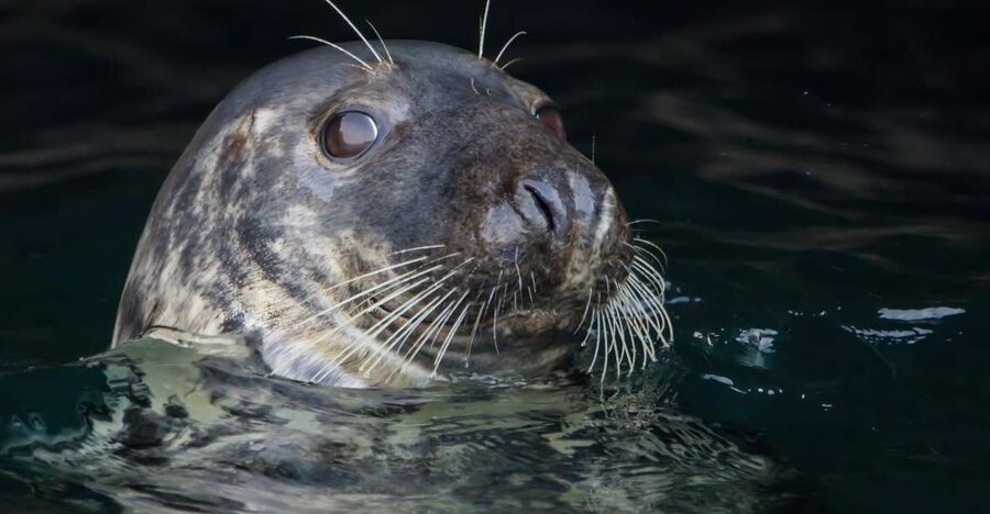 Cornwall: Guided Seal Safari by Boat - Watching grey seals along Cornwall’s rocky coast