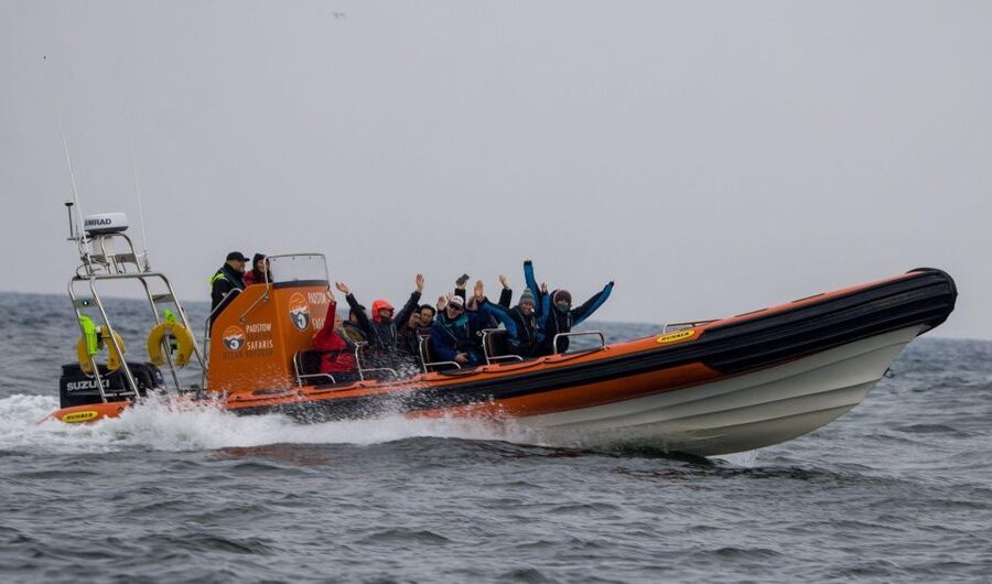 Cornwall: Guided Seal Safari by Boat - Why the guide matters on a short tour