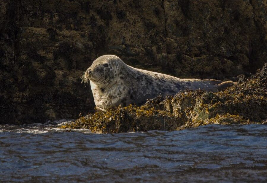 Cornwall: Guided Seal Safari by Boat - Is $37 good value for one hour?