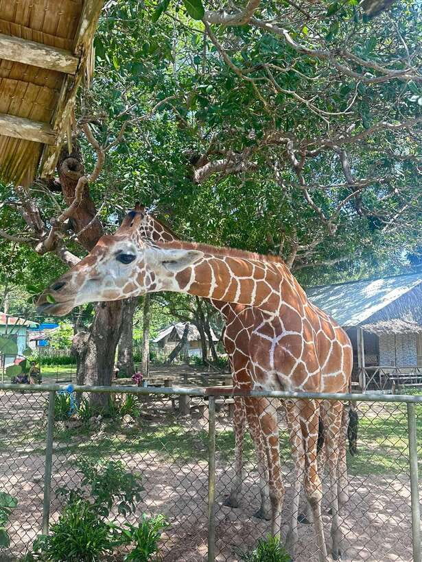 Coron: Calauit Safari Black Island Lunch & Transfer included - Who will enjoy this Coron excursion?