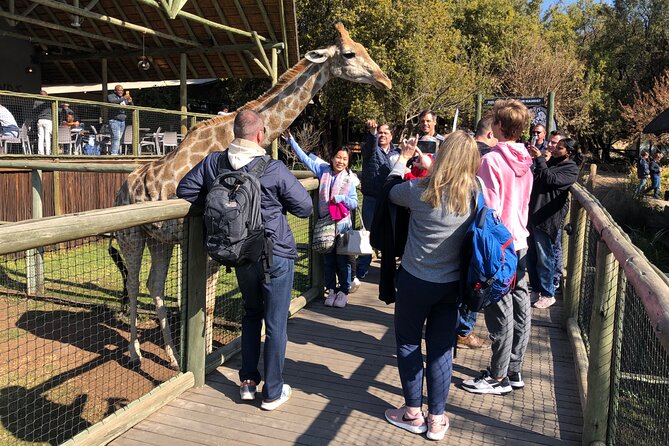 Cradle of Humankind Tour with Lion Safari from Johannesburg - What the Lion and Safari Park is really like