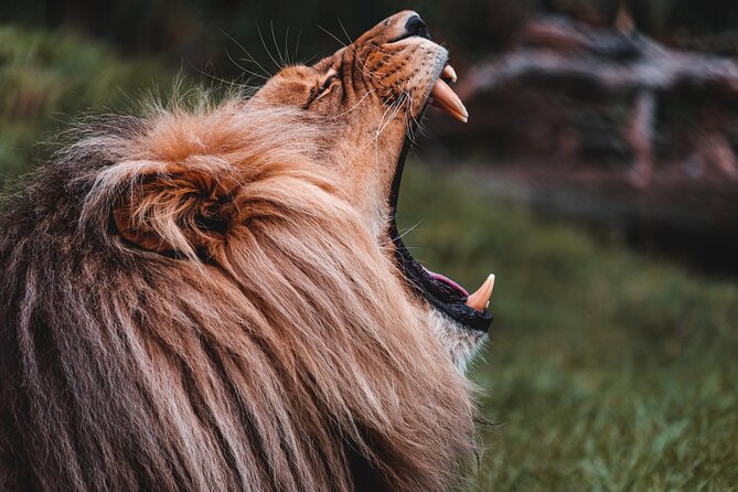 Cradle of Humankind Tour with Lion Safari from Johannesburg - What to bring and how to prepare