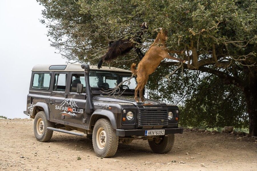 Crete: Land Rover Safari Through the Plateaus - The return through olive groves and coastal views