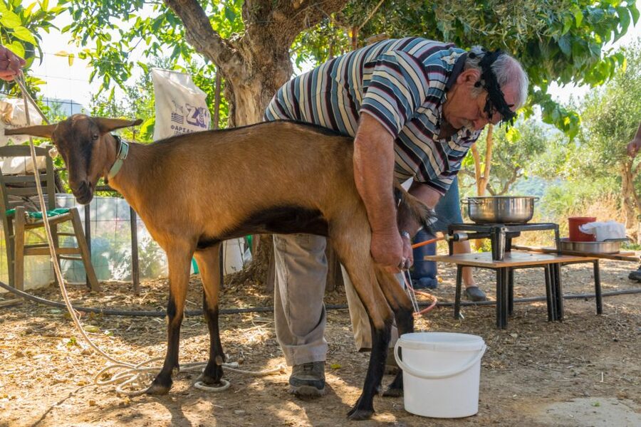 Crete: Lasithi Plateau and Cave of Zeus Off-Road Safari Tour - A full day beyond the beach resorts