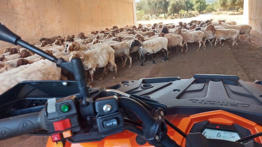Crete: Off-Road Quad Safari with Lunch/Dinner - What the $82 price really covers