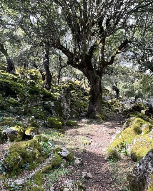 Crete: Sarakina Gorge, Forests, and South Coast Safari - How Much Value Do You Get for $115?
