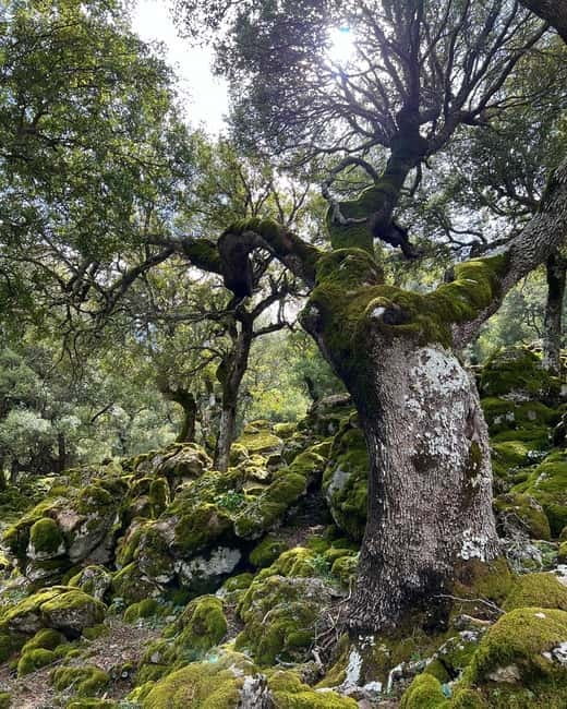 Crete: Sarakina Gorge, Forests, and South Coast Safari - Who Will Enjoy This Day Most?