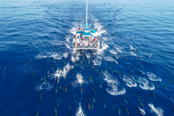Dana Point Dolphin and Whale Watching with Underwater Viewing - Leaving Dana Point Harbor on a small catamaran