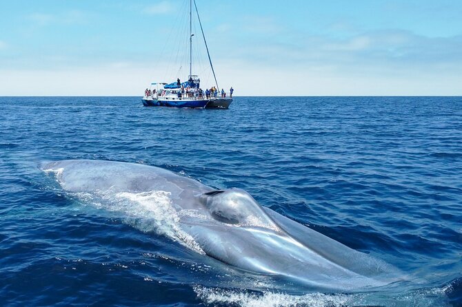 Dana Point Dolphin and Whale Watching with Underwater Viewing - Searching open water for dolphins and whales