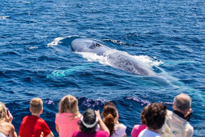 Dana Point Dolphin and Whale Watching with Underwater Viewing - Timing, comfort, and who should book