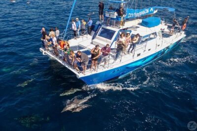 Dana Point Dolphin and Whale Watching with Underwater Viewing