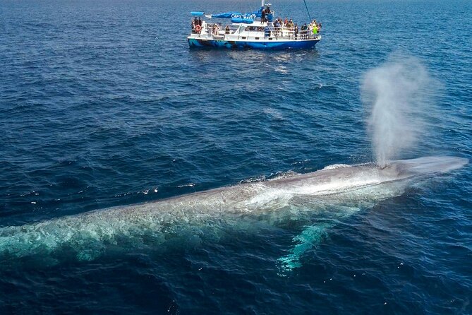 Dana Point Dolphin and Whale Watching with Underwater Viewing - Booking and cancellation details to keep in mind