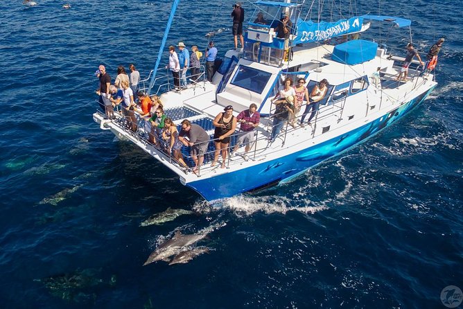 Dana Point Dolphin and Whale Watching with Underwater Viewing - Underwater viewing on Manute’a