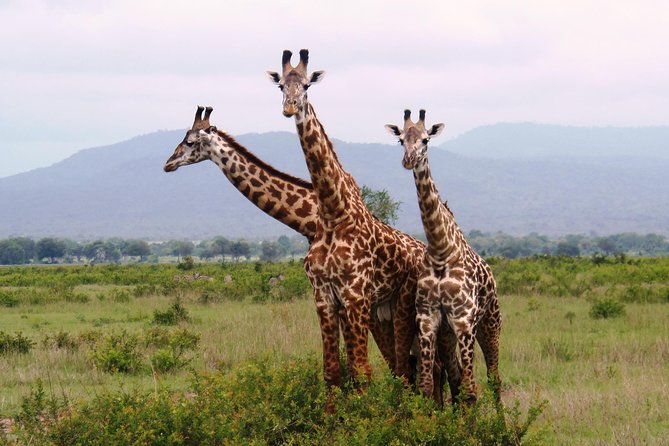 Dar Es Salaam: Day Trip Safari to Mikumi National Park by Train - Why Mikumi works as a day safari from Dar es Salaam