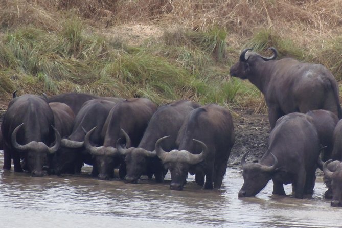 Dar Es Salaam: Day Trip Safari to Mikumi National Park by Train - What the $300 group price really means
