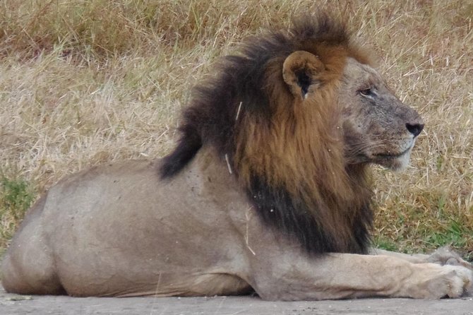 Dar Es Salaam: Day Trip Safari to Mikumi National Park by Train - Who will get the most from this safari