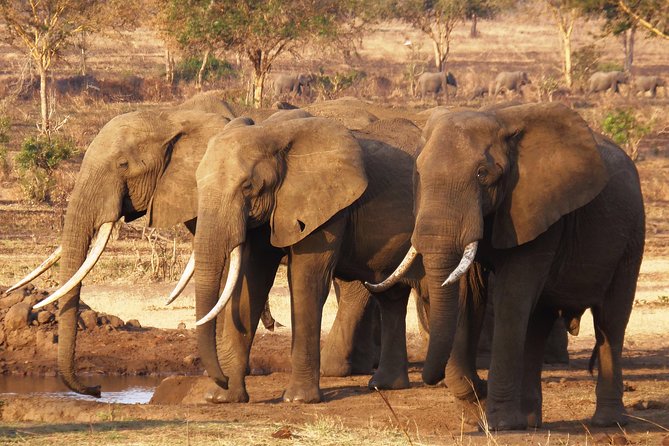 Dar Es Salaam: Day Trip Safari to Mikumi National Park by Train - The first drive into Mikumi National Park