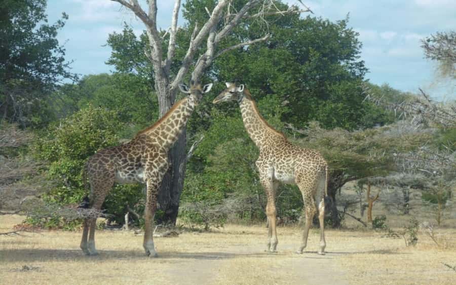 Dar Es Salaam: Overnight Safari at Mikumi National Park - Wildlife viewing among elephants and buffaloes