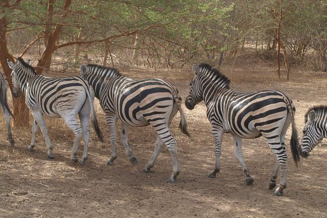 Day tour Somone lagoon and Bandia park Safari - Why combine Bandia Reserve with Somone Lagoon?