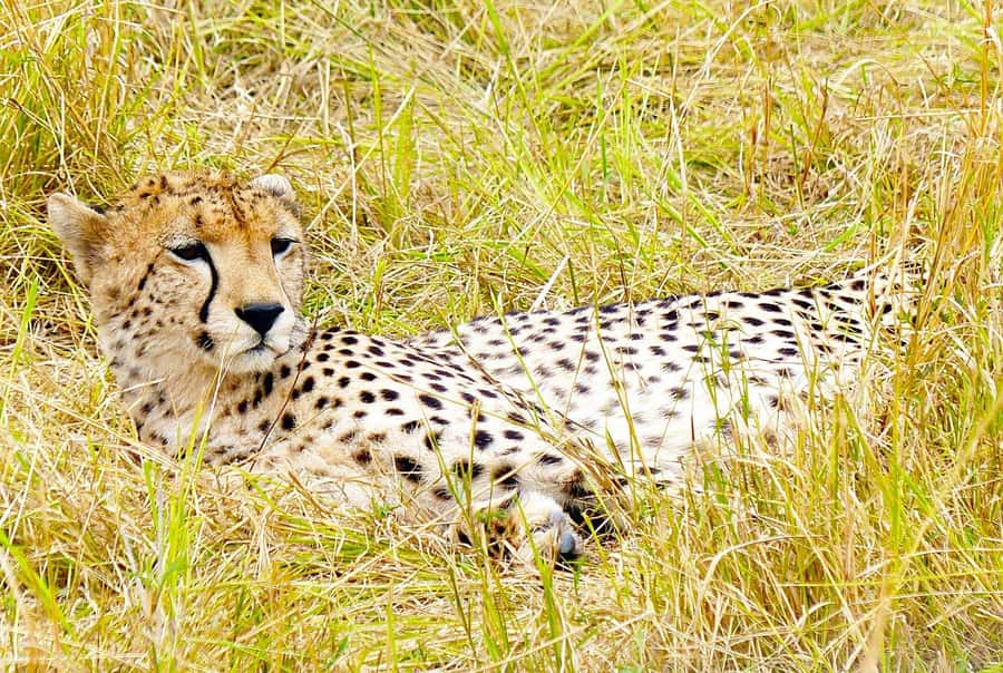 Day Tour to Maasai Mara & optional Maasai village visit - Key points to know before you book