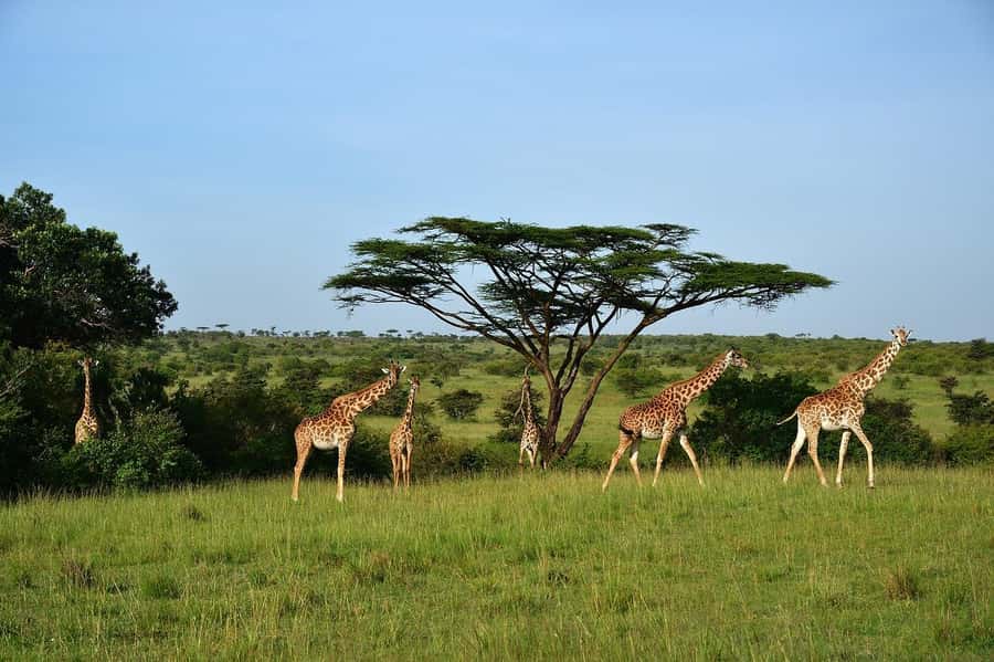 Day Tour to Maasai Mara & optional Maasai village visit - Entering through Sekenani Gate