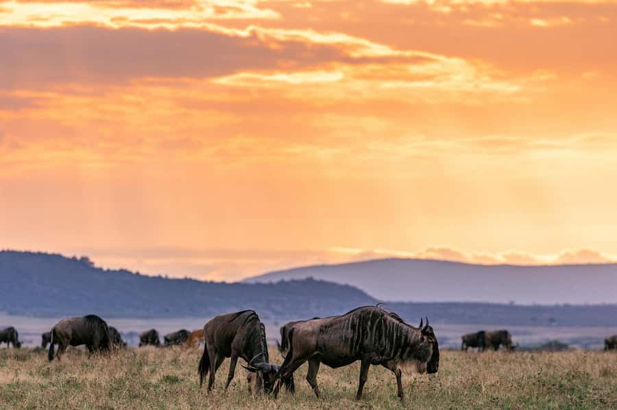 Day Tour to Maasai Mara & optional Maasai village visit - Picnic lunch beneath a tree