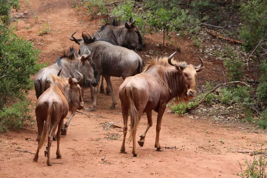 Day Tour to Maasai Mara & optional Maasai village visit - Adding the Maasai village visit