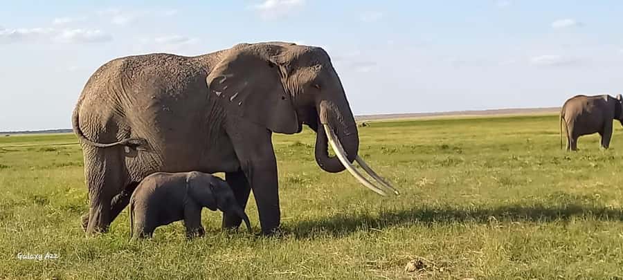 DAY TRIP AMBOSELI NATIONAL PARK FROM NAIROBI BUDGET SAFARI. - Key points at a glance