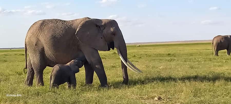 DAY TRIP AMBOSELI NATIONAL PARK FROM NAIROBI BUDGET SAFARI. - Why Amboseli works as a Nairobi day safari