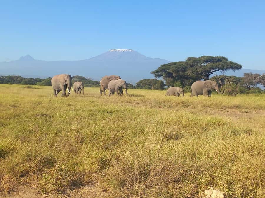 DAY TRIP AMBOSELI NATIONAL PARK FROM NAIROBI BUDGET SAFARI. - The picnic break and food costs