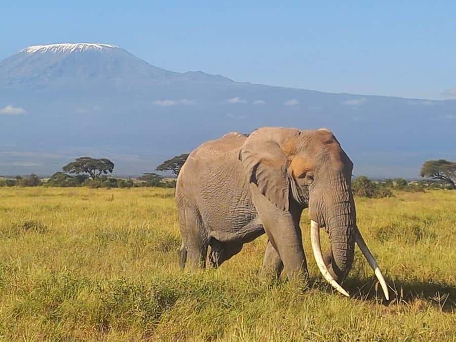 DAY TRIP AMBOSELI NATIONAL PARK FROM NAIROBI BUDGET SAFARI. - A Maasai village visit with music and crafts