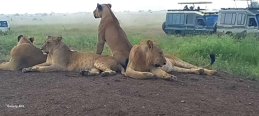 DAY TRIP AMBOSELI NATIONAL PARK FROM NAIROBI BUDGET SAFARI. - The real cost and overall value