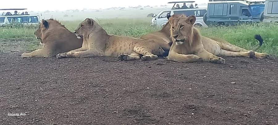 DAY TRIP AMBOSELI NATIONAL PARK FROM NAIROBI BUDGET SAFARI. - The early pickup from Nairobi