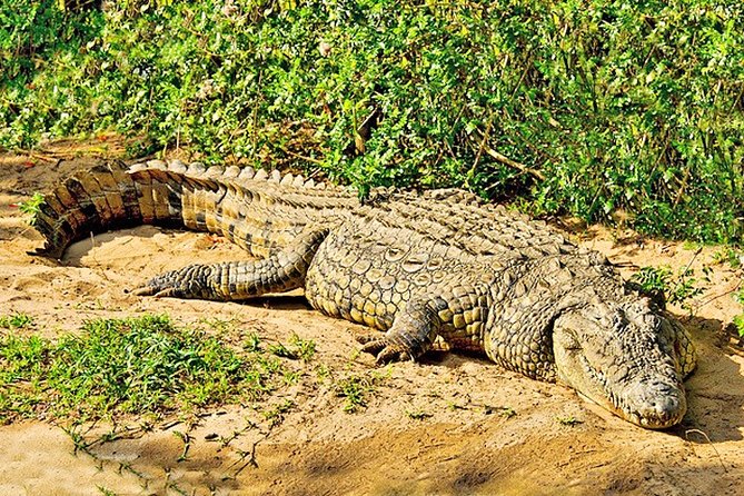 Day Trip Safari - Akagera National Park with Optional Lake Ihema Boat Safari - Why Akagera works as a one-day safari from Kigali