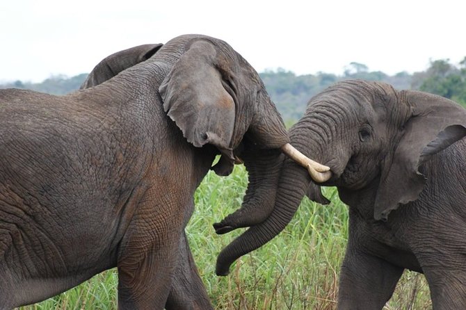 Day Trip Safari - Akagera National Park with Optional Lake Ihema Boat Safari - Lake Ihema adds water, birds, and a slower hour