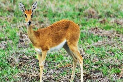 Day Trip Safari – Akagera National Park with Optional Lake Ihema Boat Safari