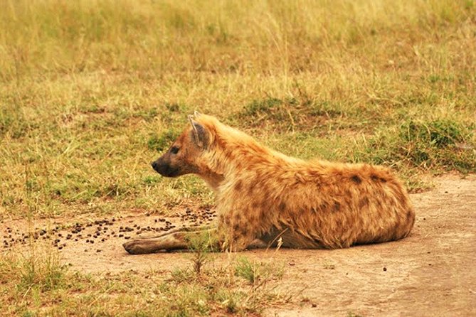Day Trip Safari - Akagera National Park with Optional Lake Ihema Boat Safari - The real cost is closer to $234 before lunch