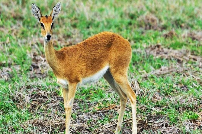 Day Trip Safari - Akagera National Park with Optional Lake Ihema Boat Safari - The early drive through Rwanda’s cultivated hills