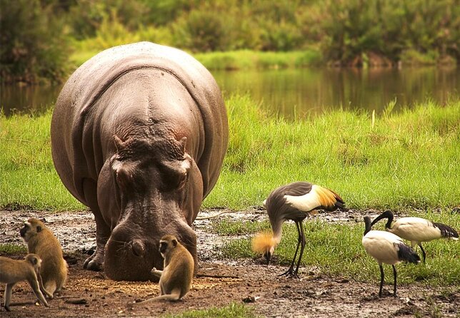 Day Trip - Tsavo East National Park ( Man Eater Lions of Tsavo & Other Big Five) - Key points to know before booking
