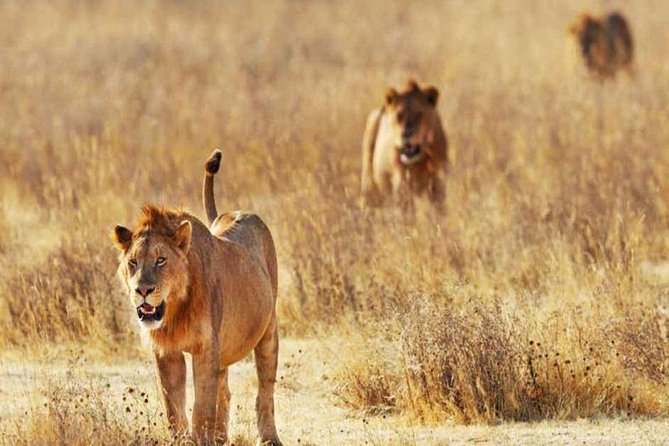 Day Trip - Tsavo East National Park ( Man Eater Lions of Tsavo & Other Big Five) - Why Tsavo East feels different from a beach excursion