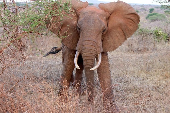 Day Trip - Tsavo East National Park ( Man Eater Lions of Tsavo & Other Big Five) - Lunch, extra costs, and the price question