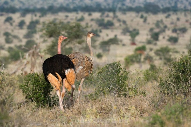 Day Trip - Tsavo East National Park ( Man Eater Lions of Tsavo & Other Big Five) - The afternoon drive and the long ride home