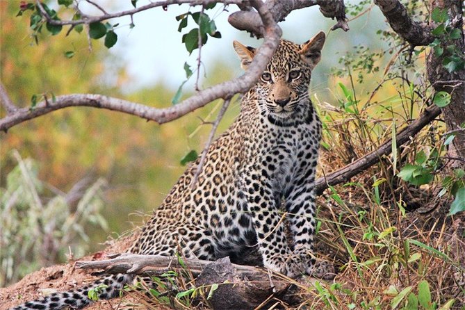 Day Trip - Tsavo East National Park ( Man Eater Lions of Tsavo & Other Big Five) - What the guides add to the day