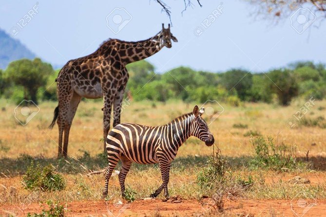 Day Trip - Tsavo East National Park ( Man Eater Lions of Tsavo & Other Big Five) - Comfort, timing, and the drawbacks you should weigh